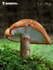 Tricholoma aurantium