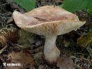 Tricholoma fusipes