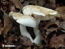 Tricholoma lascivum