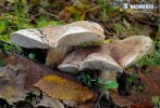 Tricholoma populinum