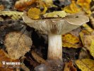 Tricholoma populinum