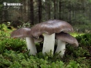 Tricholoma portentosum