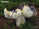 Tricholoma portentosum