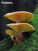 Tricholomopsis rutilans