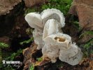 Tripe-fungus