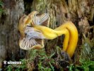 Trumpet Chanterelle