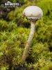 Tulostoma de invierno