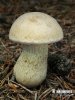 Tylopilus felleus (var. alutarius)