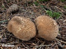 Umber-Brown Puffball