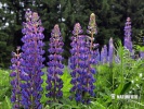 Vaste lupine