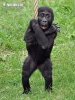 Västlig gorilla