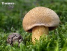 Velvet Bolete