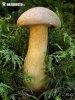 Velvet Bolete