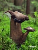 Velvety Milkcap