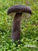 Velvety Milkcap