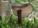 Velvety Milkcap