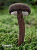 Velvety Milkcap