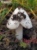 Volvariella gloiocephala