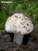 Warted Amanita