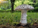 Warted Amanita