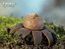 Weather Earthstar