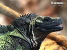 Weber's Sailfin Lizard