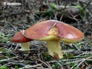 Weeping Bolete