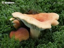 Weeping Milkcap