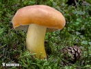 Weeping Milkcap