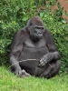 Westelijke gorilla