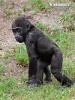 Western Gorilla