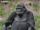 Western Gorilla