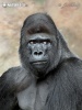 Westlicher Gorilla