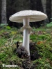 White False Death Cap