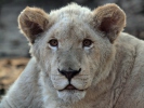 White lion