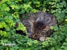 Wild Cat