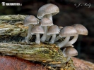 wintermycena