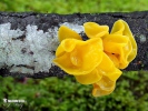 Witch's Butter