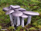 Wood Blewit