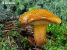 Wood Bolete