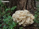 Wood Caulifllower