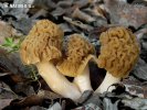 Wrinkled Thimble Morel