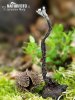 Xylaria carpophila