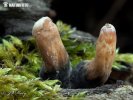 Xylaria longipes