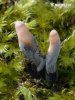 Xylaria longipes