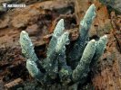 Xylaria longipes