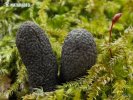 Xylaria polymorpha