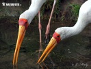 Yellow-Billed Stork