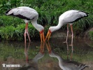 Yellow-Billed Stork