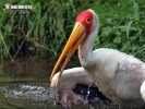 Yellow-Billed Stork